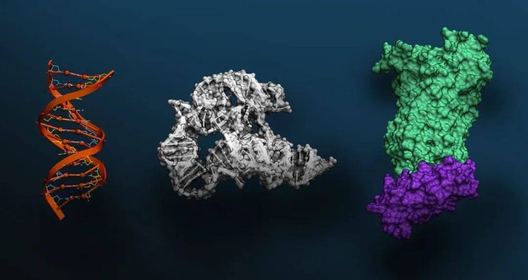 预测所有物种DNA、RNA、蛋白质的形式和功能，Arc、斯坦福、NVIDIA发布最大AI生物模型Evo2