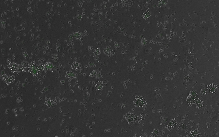 Cell | 生成式AI设计合成的DNA，首次精准控制健康动物细胞的基因表达