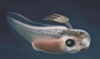 在脊椎动物胚胎实现生物电子器件无缝整合，哈佛大学新研究登《Nature》封面
