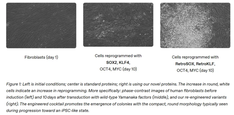 OpenAI重大发现：GPT-4b micro改造诺奖研究，山中因子重编程效率提高50倍